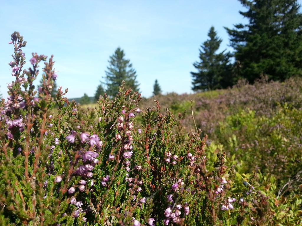 Ferienwohnungen Luge - Winterberg Buitenkant foto